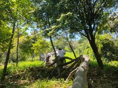 -梧桐山风景名胜区