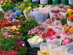 -溪岸路花鸟市场