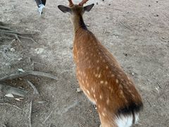 -奈良公园