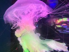 -太平洋海底世界