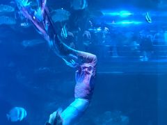 -太平洋海底世界