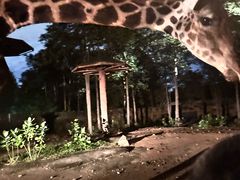 -清迈夜间动物园