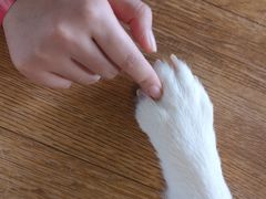 -Husky Go! 哈士奇体验馆·宠物咖啡厅狗咖