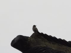 -山塘街