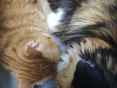 -瑞派长江宠物医院·猫科·外科·24小时夜护(谊城公寓分院)