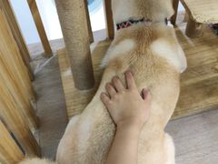 -柴迷FANS CLUB·柴犬狗咖·猫咖
