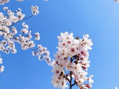 -高东镇樱花园