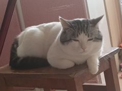 -瑞派宠物医院·犬猫全科·猫友好(宾水西道店)