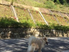 -火炉山森林公园