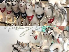 -Husky Go! 哈士奇体验馆·宠物咖啡厅狗咖