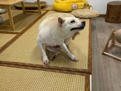 -柴迷FANS CLUB·柴犬狗咖·猫咖