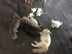猫咪-吉丁鸟咖·异宠·寄养