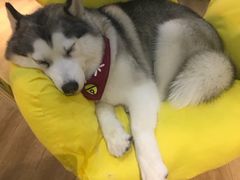 -Husky Go! 哈士奇体验馆·宠物咖啡厅狗咖