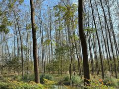 -合肥滨湖国家森林公园