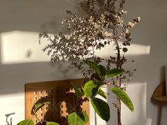 -LuluCake·路鹿蛋糕