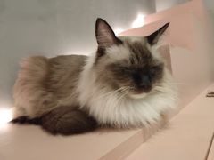 -猫儿山۰猫主题餐厅