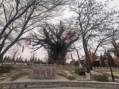 -大槐树寻根祭祖园