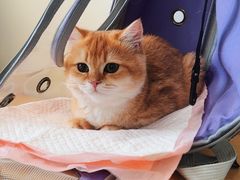 -美联众合动物医院·24h京西诊疗中心