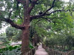 -小洲村