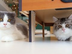 -飞行喵MR PILOT|猫舍·猫咖(静安大融城店)