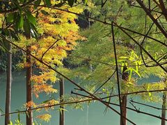 -广州白江湖森林公园