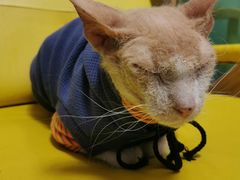 -猫在这儿猫咪咖啡馆·撸猫馆