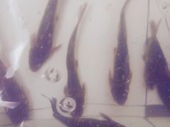 -金台阶鱼馆(于桥水库店)