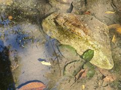 -素山寺森林公园