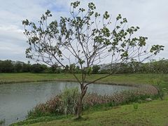 -两河城市森林公园