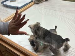 -帕帕拉兹宠物(亚洲旗舰店)