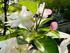 -海棠花溪(元大都城垣遗址公园)