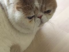 -爱侣宠医·鹦鹉专科·小型哺乳类·异宠专科(灵石路店)