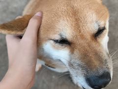 -柴犬高等学院·狗咖·柴犬售卖·宠物训练