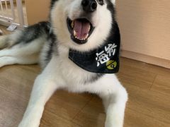 -Husky Go! 哈士奇体验馆·宠物咖啡厅狗咖
