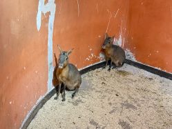 -Zoolung Zoolung动物主题公园(海信广场店)