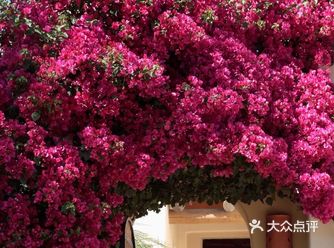 今日分享花园小空间里，融洽的色彩搭配尤为重要