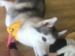 -Husky Go! 哈士奇体验馆·宠物咖啡厅狗咖