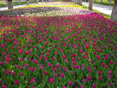 -上海鲜花港