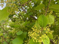 -肖家客饸饹面(郑州总店)