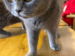 -平行世界·猫咖(首经贸店)