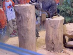 -正佳雨林生态植物园