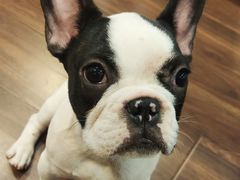 -柯斗斗主题餐厅·狗咖·围炉煮茶·茶饮(国瑞升平里店)