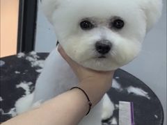 -帕帕拉兹宠物(亚洲旗舰店)