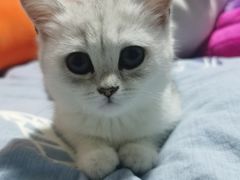 -四月宠物医院·猫专科·心脏专科·内科(转塘店)