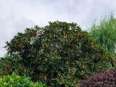 -浙江西子宾馆·瑶园咖啡厅