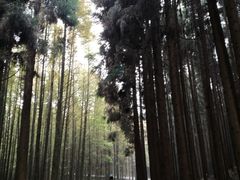 -山王坪喀斯特国家生态公园