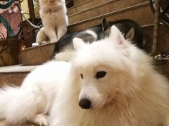 -more than meow吴止猫主题餐厅(承德 中船汇店)