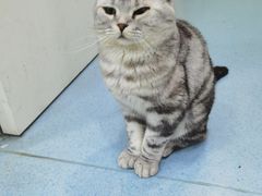 -佳怡动物医院·平价24小时·猫专科骨外科