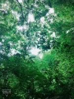 -陕西省红河谷森林公园