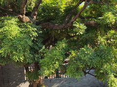 -碧江金楼